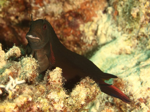 Cirripectes castaneus